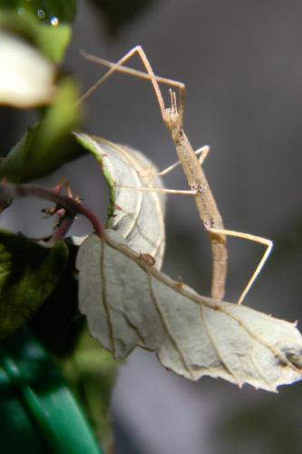 Réf. 64 045 : Medauroidea extradentata