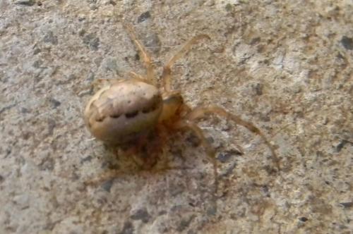 Zygiella x-notata