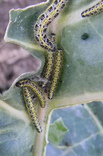Pieris brassicae