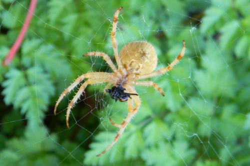 Araneus diadematus