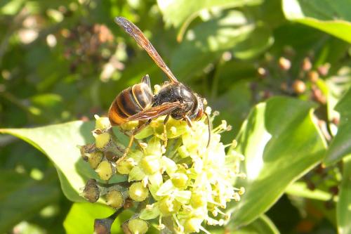Vespa velutina