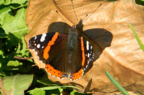 Vanessa atalanta