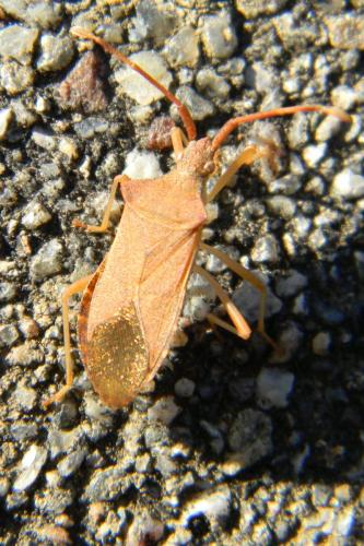 Gonocerus acuteangulatus