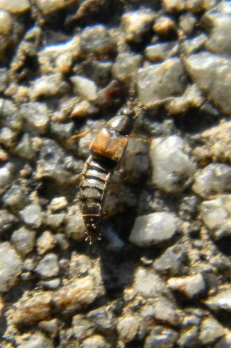 Oxypoda sp.