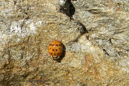 Réf. 64 082 : Harmonia axyridis