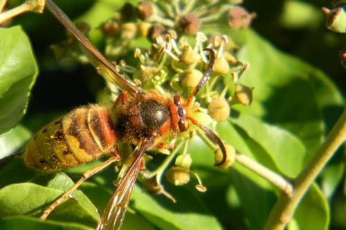 Vespa crabro