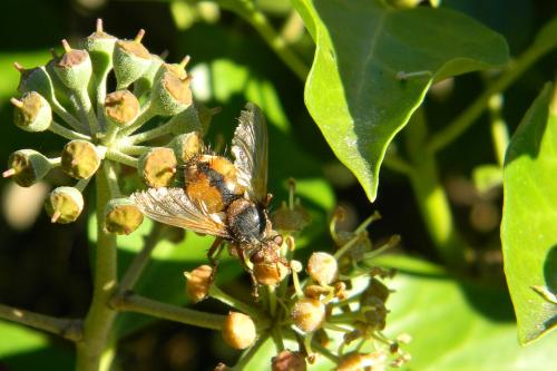 Tachina fera