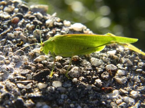 Réf. 64 081 : Phaneroptera nana