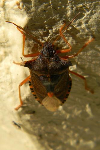 Réf. 64 080 : Pentatoma rufipes