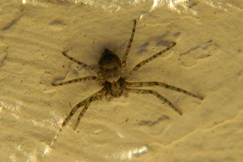 Philodromus sp.