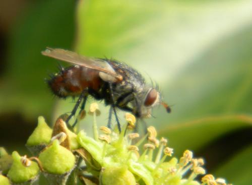 Peleteria iavana