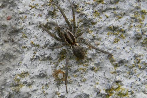 Hogna radiata