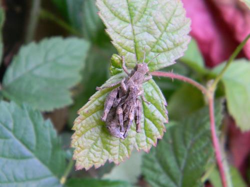 Réf. 64 108 : Pezotettix giornae