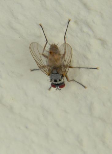 Réf. 64 295 : Helina clara