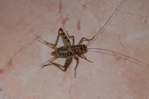 Gryllomorpha dalmatina dalmatina