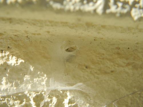 Tegenaria parietina