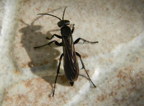 Réf. 64 220 : Pompilinae inconnu