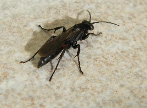 Réf. 64 217 : Pompilinae inconnu