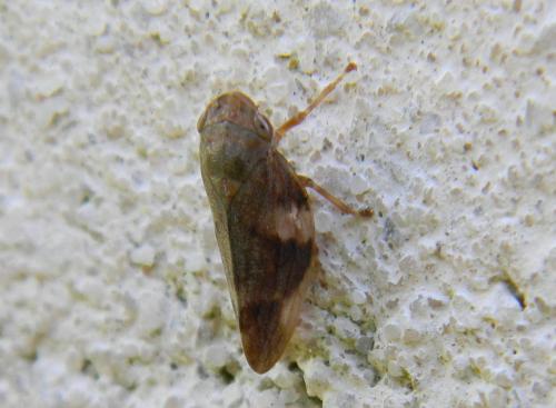 Aphrophora alni