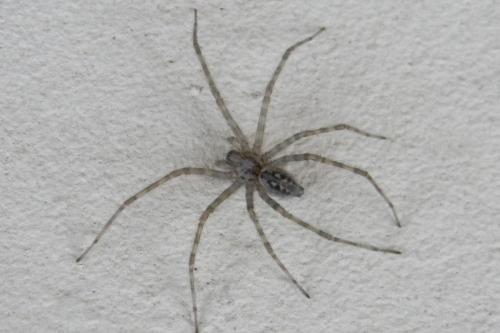 Tegenaria parietina