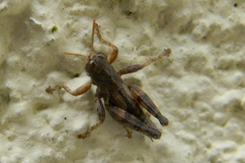 Pezotettix giornae