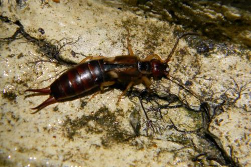 Forficula auricularia