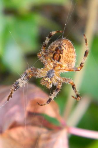 Araneus diadematus