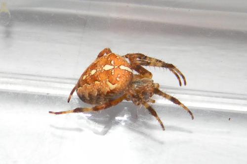 Réf. 64 241 : Araneus diadematus