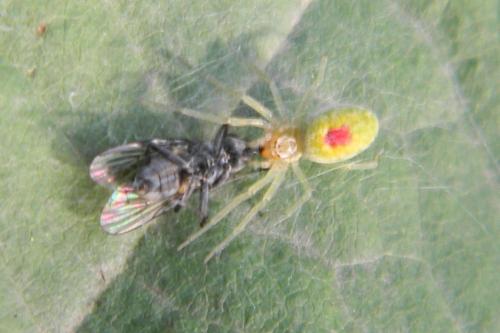 Nigma walckenaeri