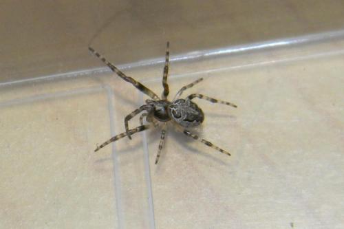 Réf. 64 389 : Larinioides sclopetarius
