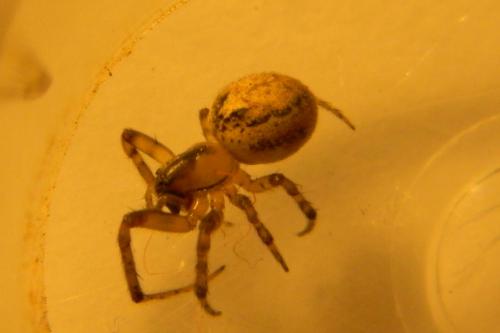 Zygiella x-notata