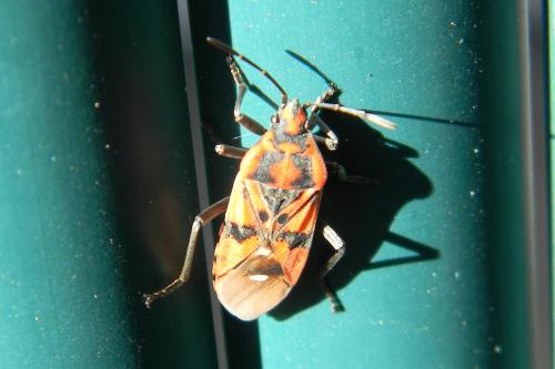 Réf. 64 579 : Spilostethus pandurus