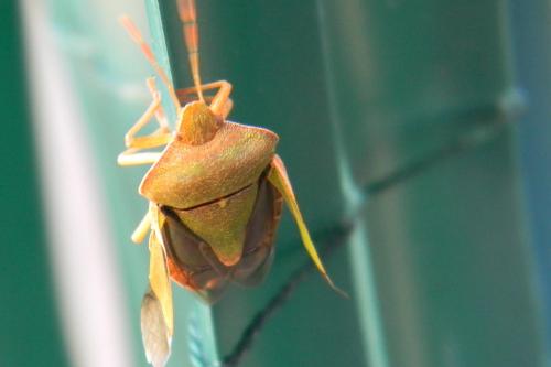 Palomena prasina