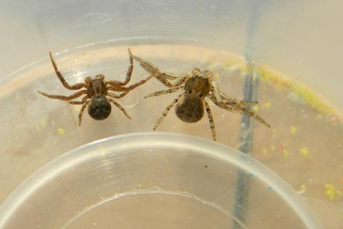 Xysticus sp.