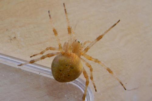Araneus diadematus