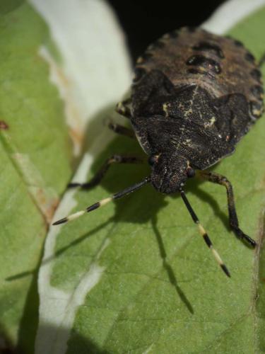 Rhaphigaster nebulosa