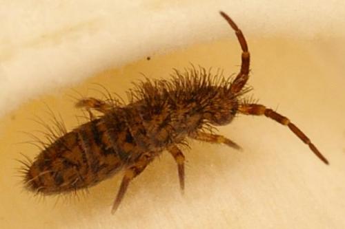 Réf. 64 692 : Orchesella villosa