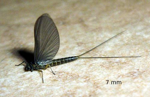 Baetis sp.