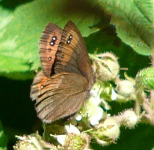 Erebia meolans