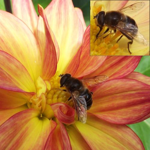 Eristalis tenax