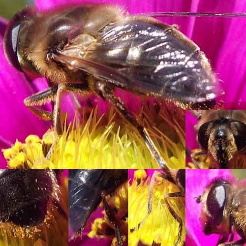 Eristalis tenax