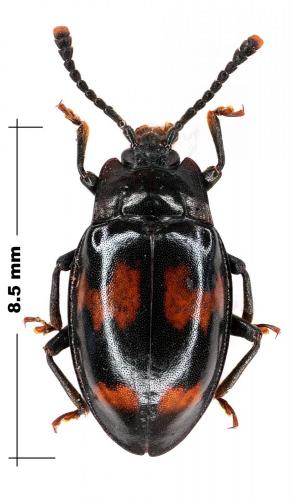 Réf. 64 161 : Trycherus senegalensis