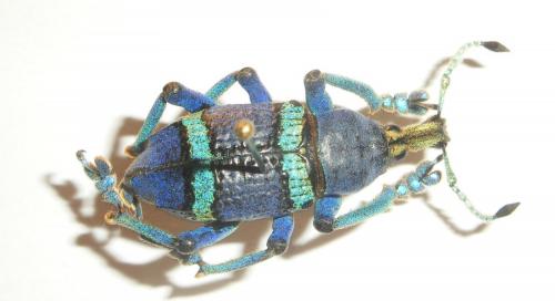 Eupholus schoenherri