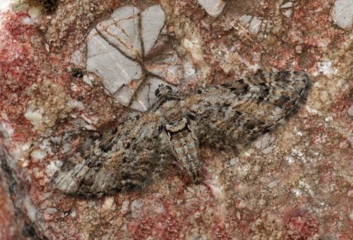 Réf. 64 484 : Eupithecia cooptata