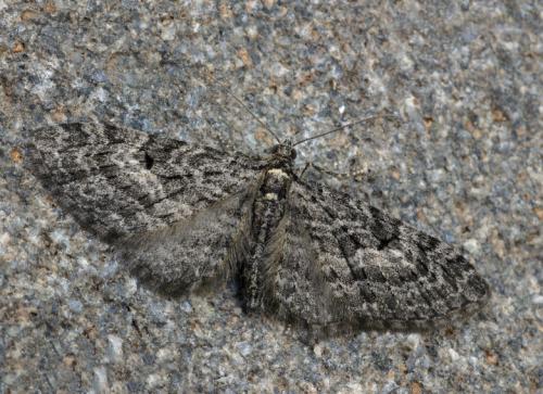 Réf. 64 559 : Eupithecia lariciata