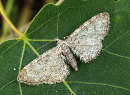 Eupithecia sp.