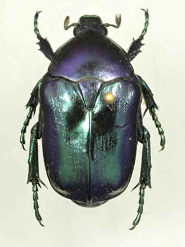 Eupotosia mirifica