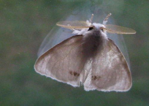 Euproctis similis