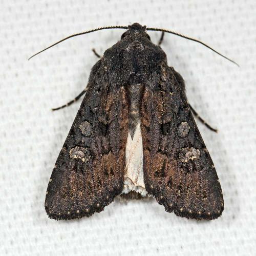 Aporophyla nigra