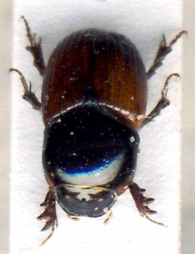 Aphodius sp.